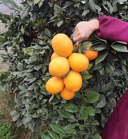 龍回紅批發